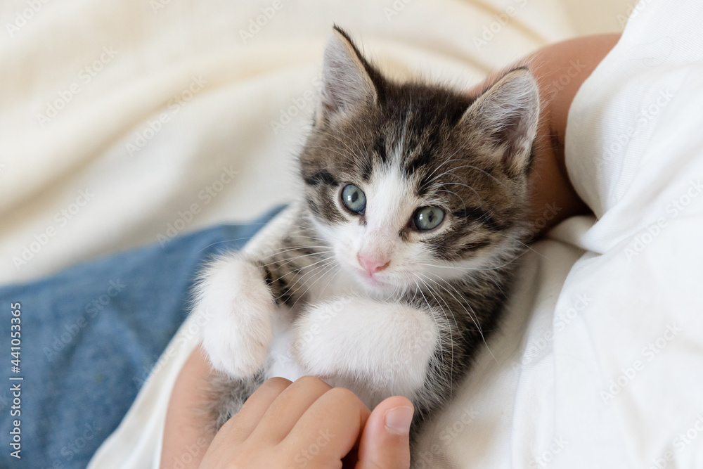 cute brown kitten cat in her arms on a white blanket at home close-up looking at the camera. High quality photo cute brown kitten cat in her arms on a white blanket at home close-up looking at the camera. High quality photo