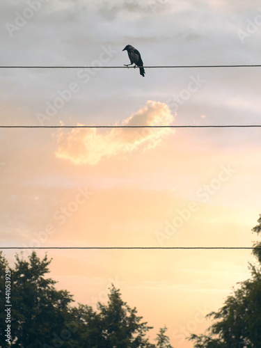Scenic view to the black crow walking on the electric wires during sunset time against evening sky.