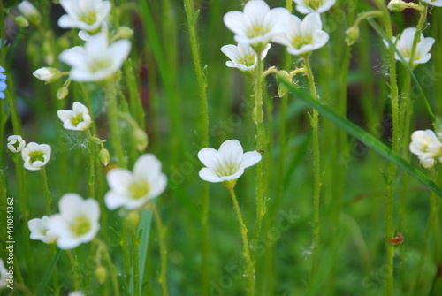 Fishtail Woodsorrel ordinary, white-colored form. Also called Oxalis Latifolia. Small white flowers with five petals grow in a small group next to each other on slender green stems. photo