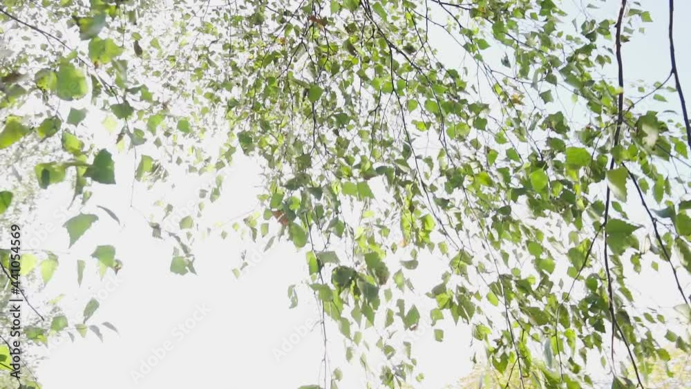 Green fresh leaves on the branches of an organic tree sway from the strong wind against a clear cloudless sky on a sunny day Green fresh leaves on the branches of an organic tree sway from the strong wind against a clear cloudless sky on a sunny day