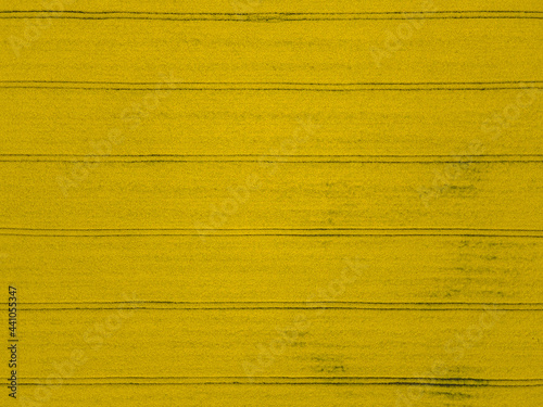 Wallpaper Mural Aerial view of Blooming rapeseed field, Bulgaria Torontodigital.ca