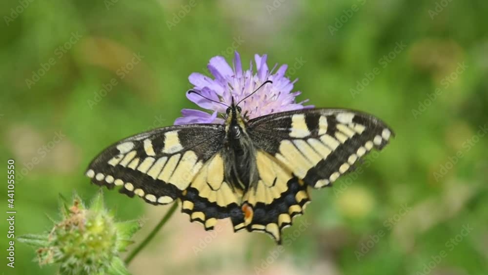 un bel esemplare di papilio machaon mentre si nutre del polline di un bel fiore viola, una bella farfalla svolazza sopra un fiore mentre si nutre, papilionide in montagna un bel esemplare di papilio machaon mentre si nutre del polline di un bel fiore viola, una bella farfalla svolazza sopra un fiore mentre si nutre, papilionide in montagna