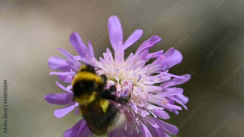 un bel esemplare di bombo mentre si arrampica su alcuni fiori di colore viola per nutrirsi, un bombo mentre si nutre del polline di alcuni fiori un bel esemplare di bombo mentre si arrampica su alcuni fiori di colore viola per nutrirsi, un bombo mentre si nutre del polline di alcuni fiori