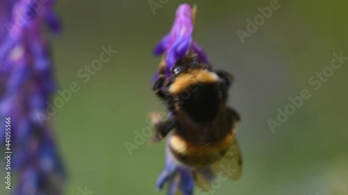 un bel esemplare di bombo mentre si arrampica su alcuni fiori di colore viola per nutrirsi, un bombo mentre si nutre del polline di alcuni fiori photo