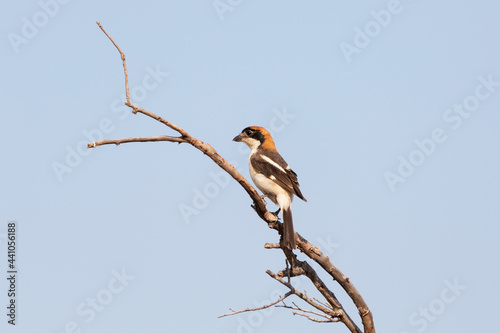 Woodchat Shrike(Lanius senator) is a species of bird belonging to the shrike family. photo