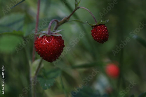 Fragaria vesca  European strawberry  wood strawberry. Wild strawberry bush with ripe shiny red berries on a green background. Ripe red berry close-up outdoors.