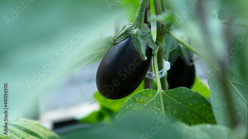 Eggplants in greenhouse with greenhouse effect. Aubergine vegetables are grown in a greenhouse on the farm. Selective focus.