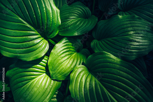 Fototapeta Naklejka Na Ścianę i Meble -  Hosta green leaves top view, summer or spring plant foliage background, natural decorative flower garden.