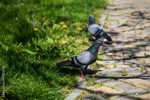 pigeons in the park on the path