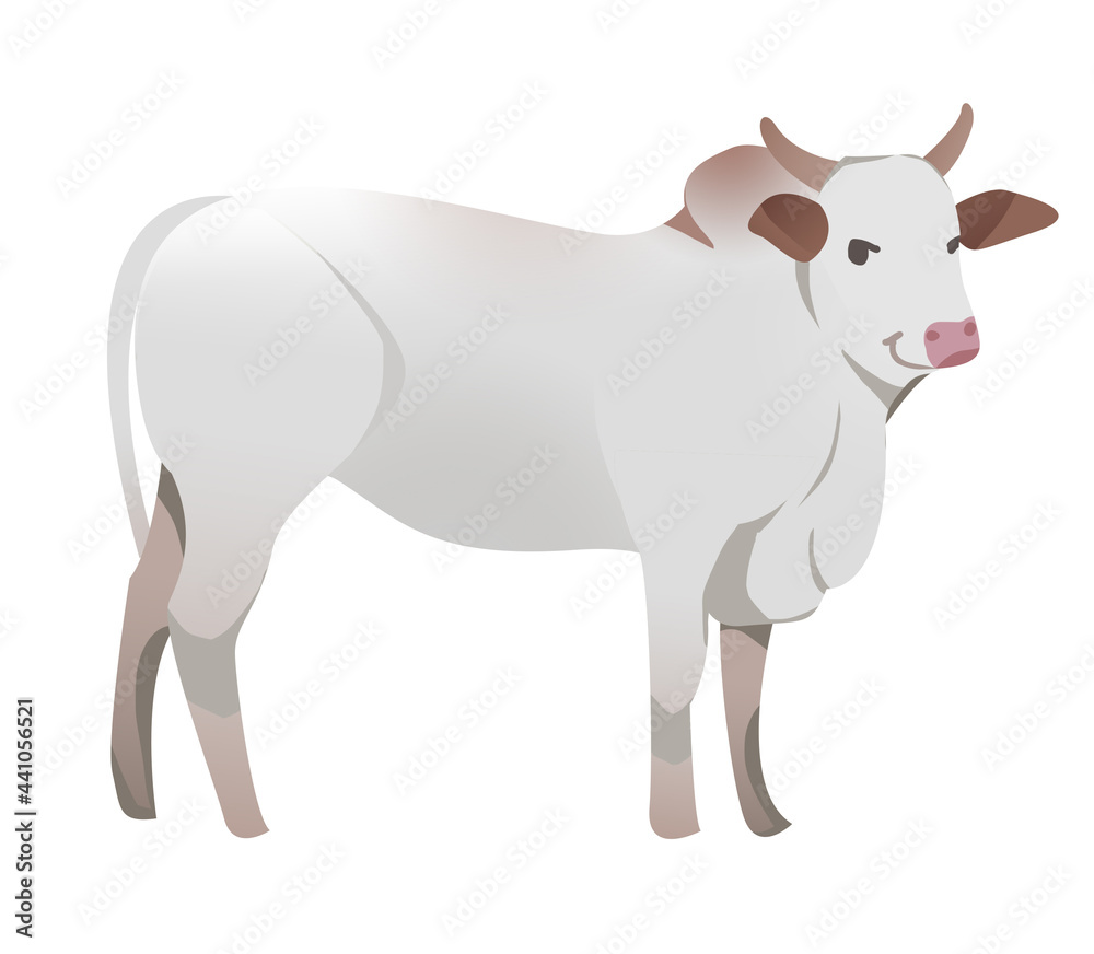 Big White Cow Ox Farm Natural Mammal Animal Cartoon Illustrator Character Design Mascot for Kid Big White Cow Ox Farm Natural Mammal Animal Cartoon Illustrator Character Design Mascot for Kid