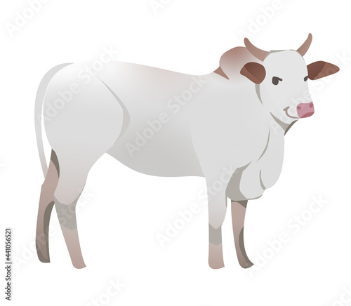 Big White Cow Ox Farm Natural Mammal Animal Cartoon Illustrator Character Design Mascot for Kid