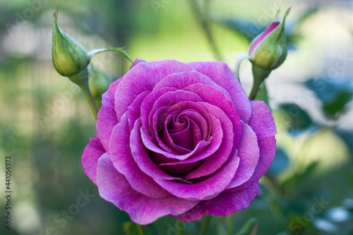 Obraz na płótnie Close-up of a purple rose with buds w salonie