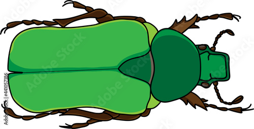 Valokuvatapetti An illustration of a rose chafer beetle, Rhomborrhina resplendens vector