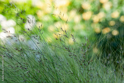 Obraz na płótnie Grass in the wind in the sunshine w salonie