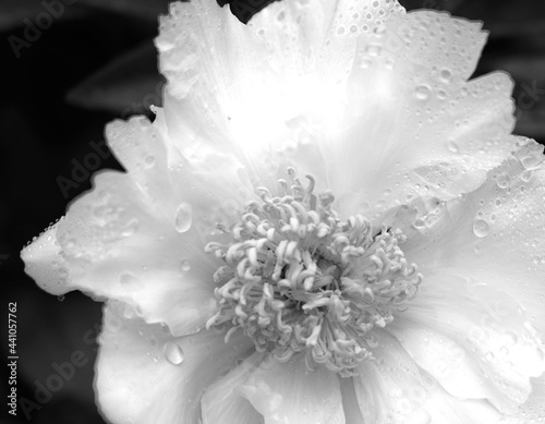 white rose type flower with dew drops and black background 