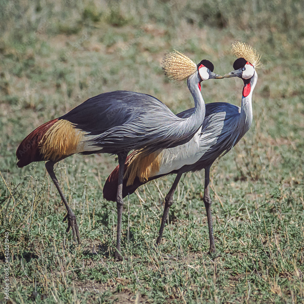 Fototapeta premium Cranes on the Serengeti