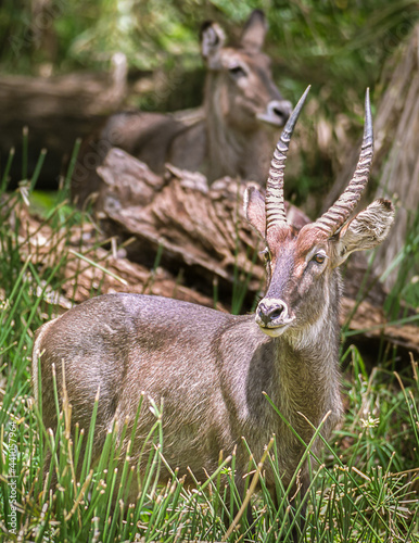 A waterbuck on the Serengeti