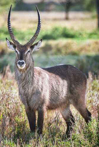 A waterbuck on the Serengeti photo