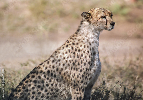 A cheetah on the Serengeti