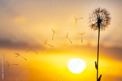 Fototapeta Naklejka Na Ścianę i Meble -  Dandelion seeds are flying against the background of the sunset sky. Floral botany of nature