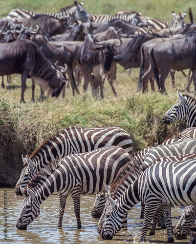 Zebras on the Serengeti