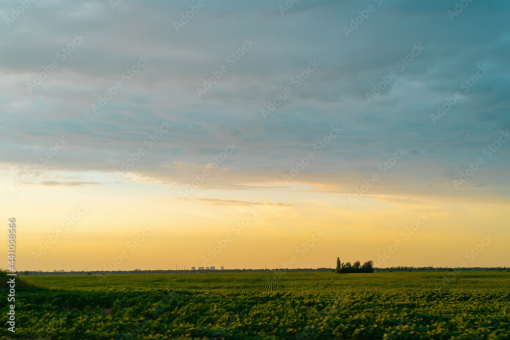 sunset in a field with warm colors of clouds