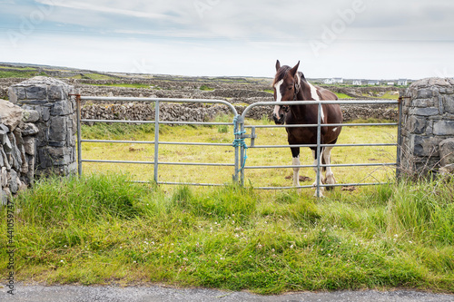 Horse behind metal gate and maze of dry stone fences in the background. Inishmore, Aran Islands, County Galway, Ireland.