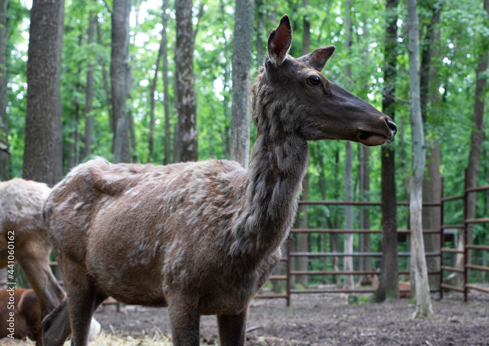 Fototapeta premium Close-up of a deer in the forest. Deer is a family of artiodactyl mammals.