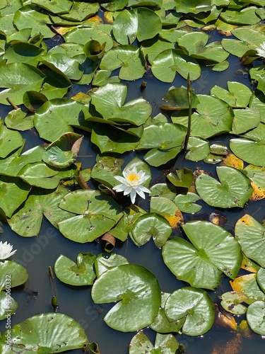 water lily in the pond