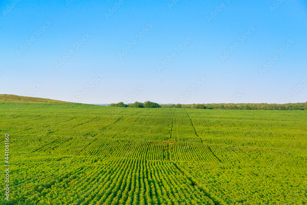 Green field of young sunflower.