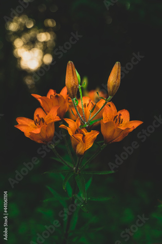 orange lily bathing in the last light of the day