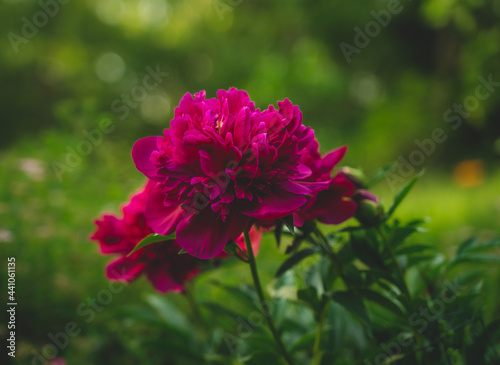 Fully blooming peony flower with majestic colors of summer surrounding it in the evening sun