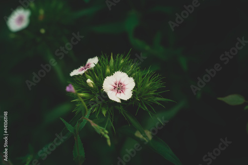 White flower resting peacefully on a grass bed with dark shadows surrounding it 