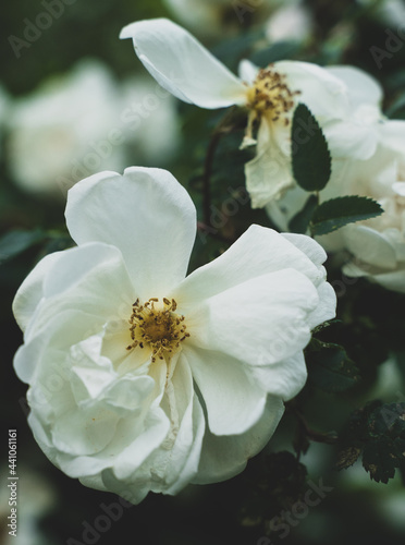 A midsummer rose plant in Finland with a beautiful white flower in the center  