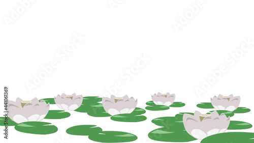 ハスの花　白　フレーム