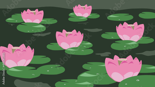 ハスの花　ピンク　背景