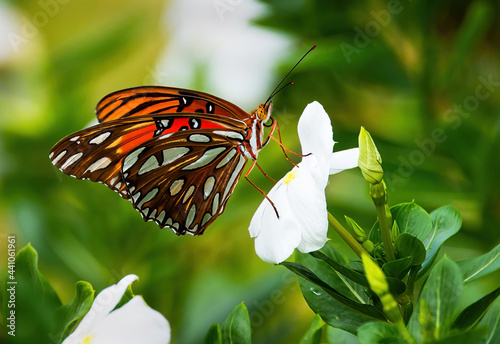 Gulf Fritillary Butterfly photo