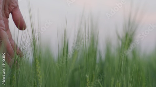 hand touches ears of green wheat in a field close up, agricultural life concept, rabona farmer on a ranch grows rye, outdoor grain growing business production, grain crops farmhouse, life concept