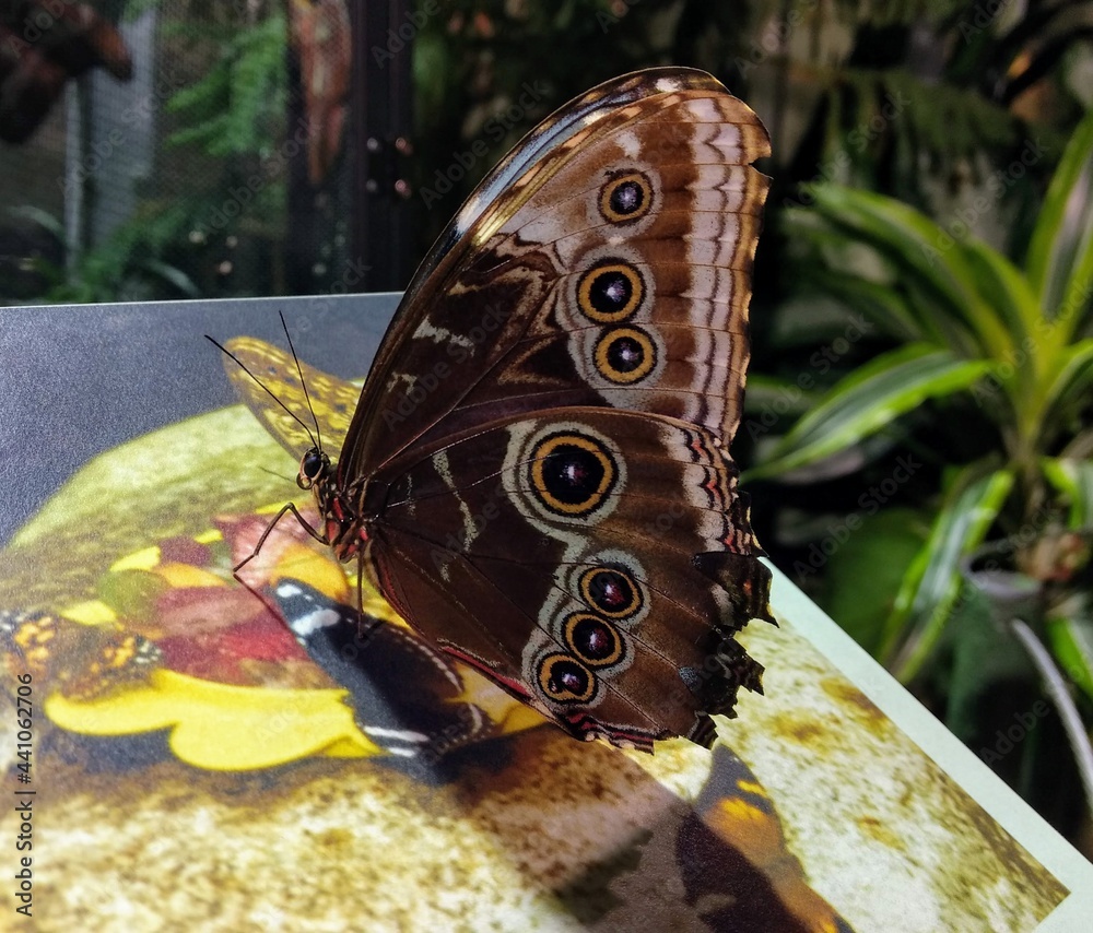 Fototapeta premium Butterfly in Cautiverius for her own Protection - Life Poetry