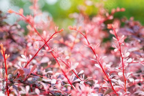 Obraz na płótnie Close-up of pink barberry bush w salonie