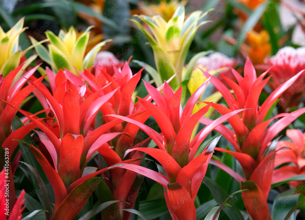 Obraz premium Pots with Guzmania lingulata in the greenhouse