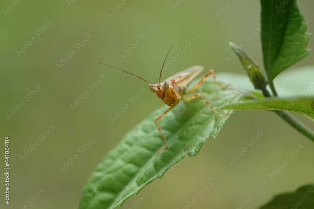 Praying Mantis looking at camera Praying Mantis looking at camera