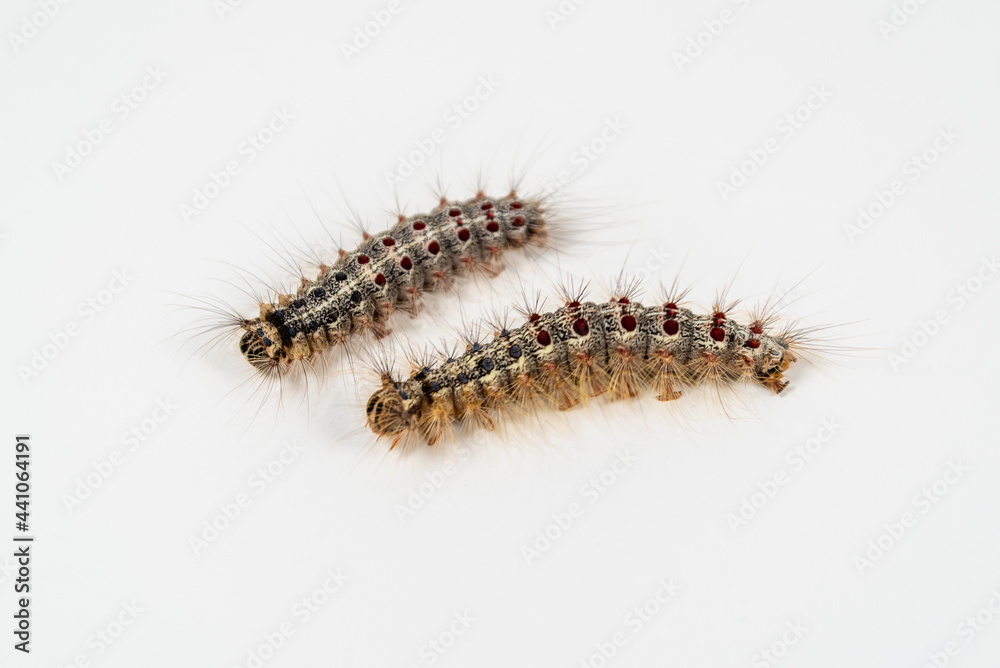 Caterpillar (Lymantria dispar L.) on a white background. Caterpillar (Lymantria dispar L.) on a white background.