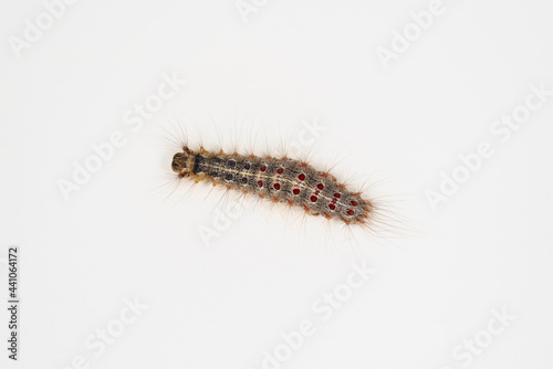 The unpaired silkworm (Lymantria dispar L.) is a pest caterpillar.