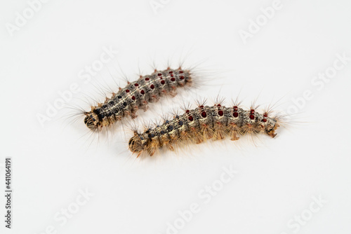 Caterpillar (Lymantria dispar L.) on a white background.