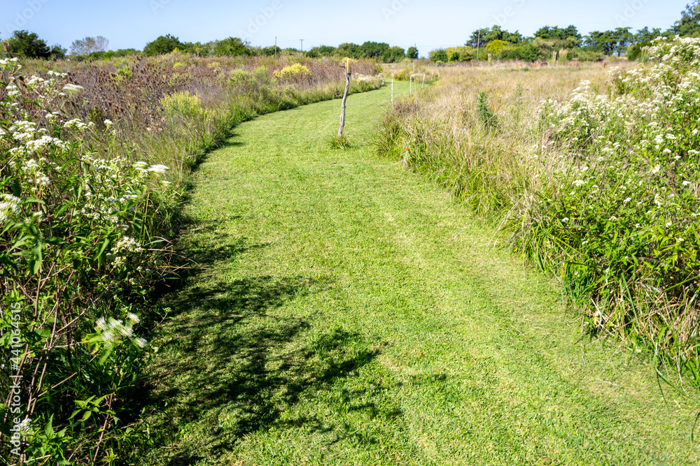 Camino de campo rodeado de vegetación