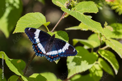 Limenitis arthemis, the red-spotted purple or white admiral photo
