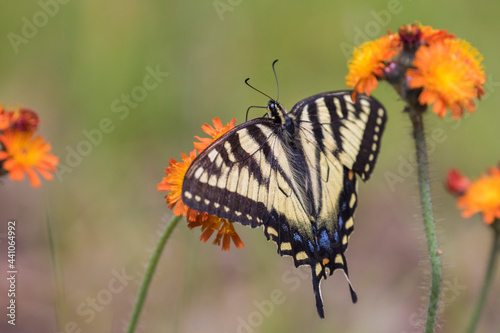 Papilio canadensis, the Canadian tiger swallowtail in Pilosella aurantiaca (fox-and-cubs, orange hawk bit, devil's paintbrush, grim-the-collier) © Mircea Costina