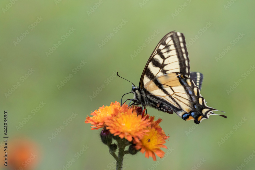 Fototapeta premium Papilio canadensis, the Canadian tiger swallowtail in Pilosella aurantiaca (fox-and-cubs, orange hawk bit, devil's paintbrush, grim-the-collier)
