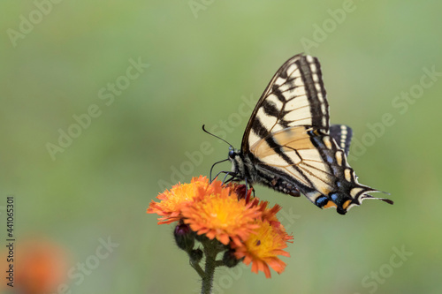 Papilio canadensis, the Canadian tiger swallowtail in Pilosella aurantiaca (fox-and-cubs, orange hawk bit, devil's paintbrush, grim-the-collier)